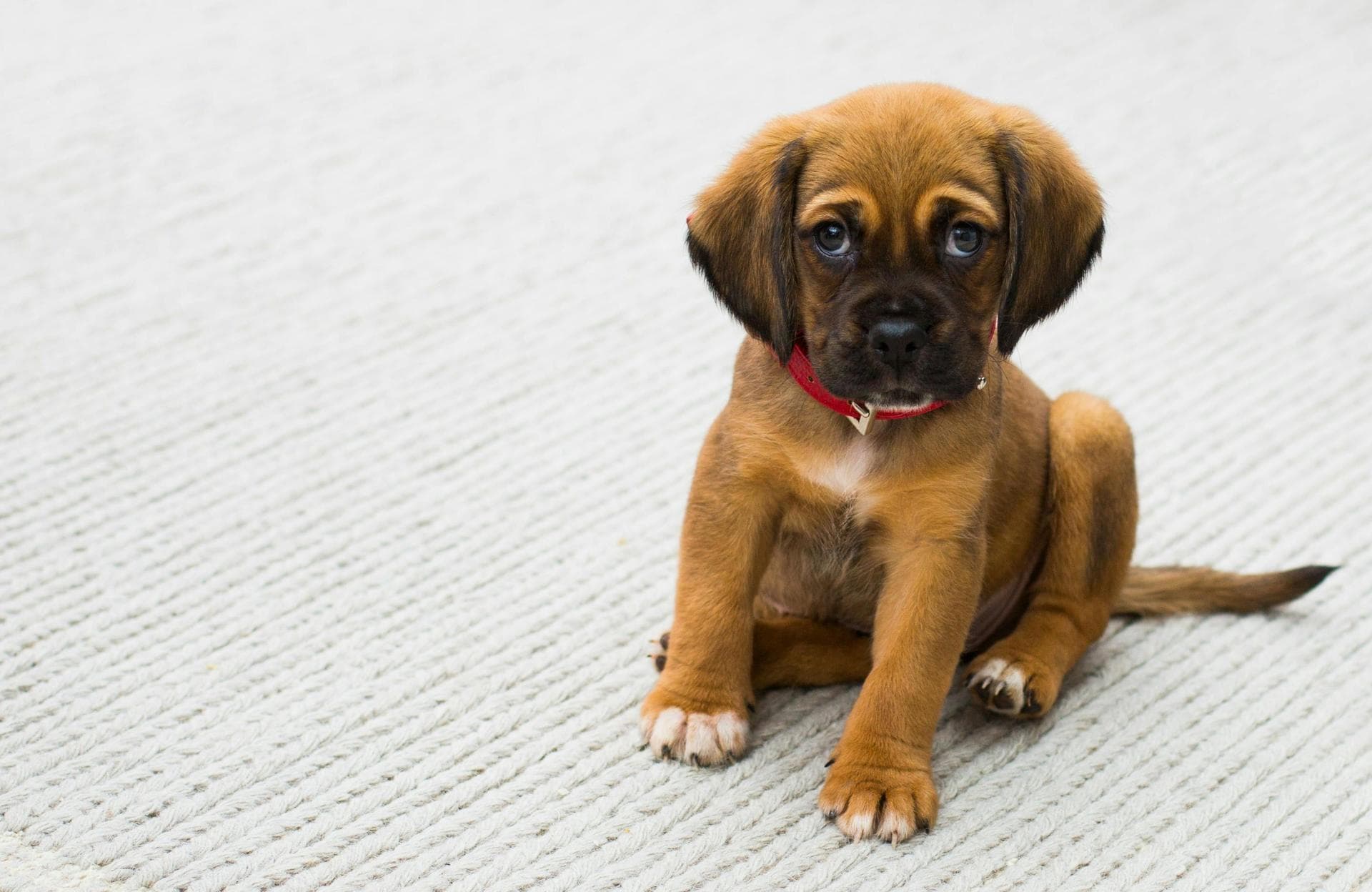Specialist Vets in Bel Air